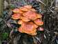 Téli fülőke (Flammulina velutipes), Budai-hegység
